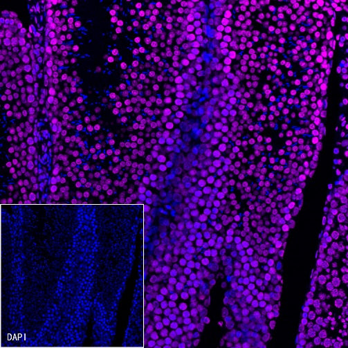 Histone H3 Recombinant Rabbit mAb (Alexa Fluor® 647 Conjugate) (S-266-44)