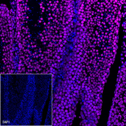 Histone H3 Recombinant Rabbit mAb (Alexa Fluor® 647 Conjugate) (S-266-44)