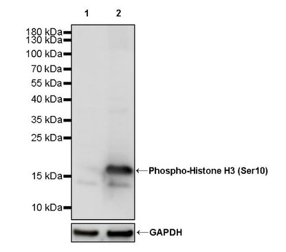 Phospho-Histone H3 (Ser10) Rabbit Polyclonal Antibody