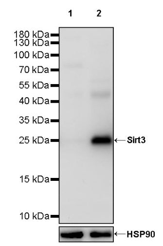 Sirt3 Recombinant Rabbit mAb (S-2004-6)