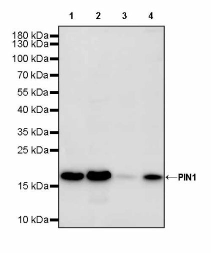 PIN1 Recombinant Rabbit mAb (S-2731-43)