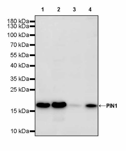 PIN1 Recombinant Rabbit mAb (S-2731-43)