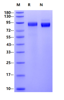 Her2 His Tag Protein, Cynomolgus