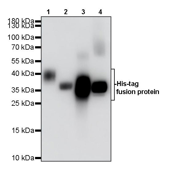 His Tag Recombinant Mouse mAb (S-5299)