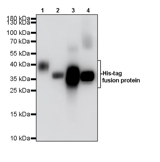 His Tag Recombinant Mouse mAb (S-5299)
