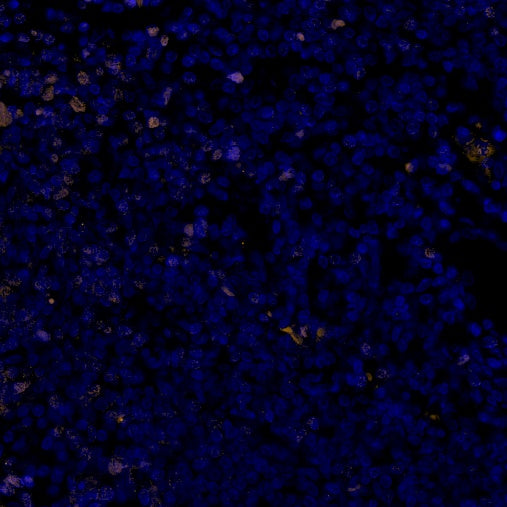 FOXP3 Recombinant Mouse mAb (Alexa Fluor® 555 Conjugate) (SDT-R149)