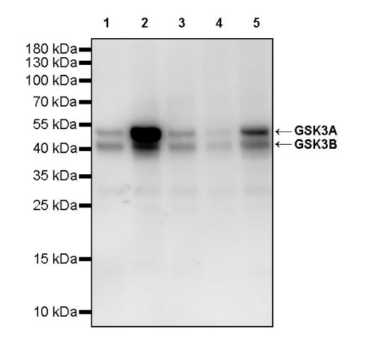 GSK3A/B Recombinant Rabbit mAb (S-2659-135)