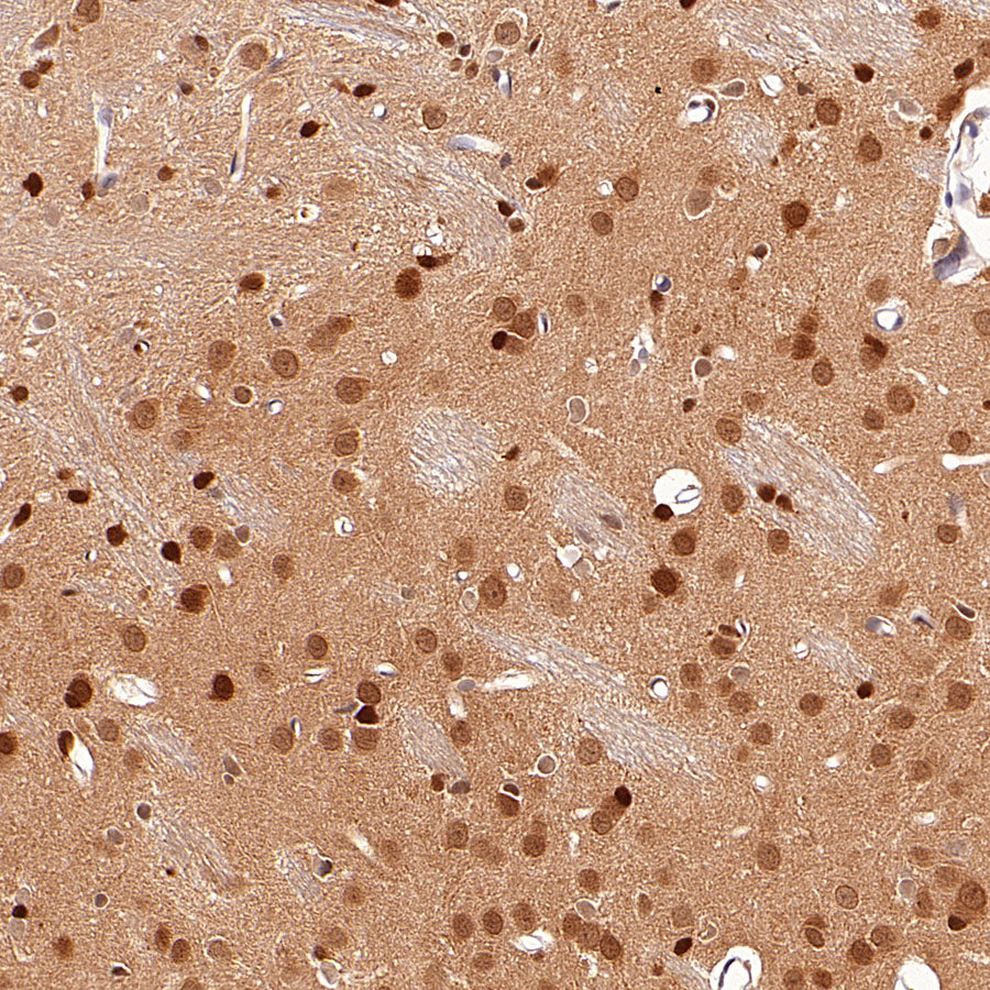 GRB2 Recombinant Rabbit mAb (S-5948)