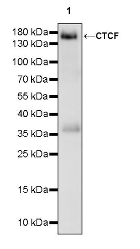 CTCF Recombinant Rabbit mAb (S-1822-42)