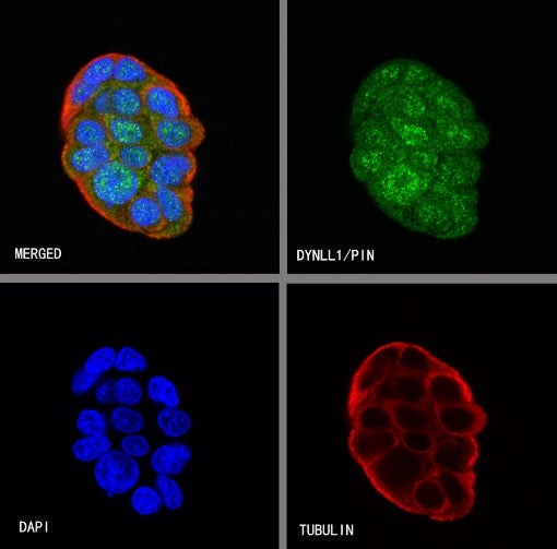 DYNLL1/PIN Recombinant Rabbit mAb (S-1460-8)