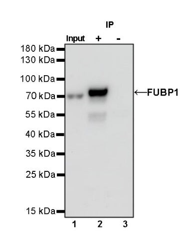 FUBP1 Recombinant Rabbit mAb (S-739-21)