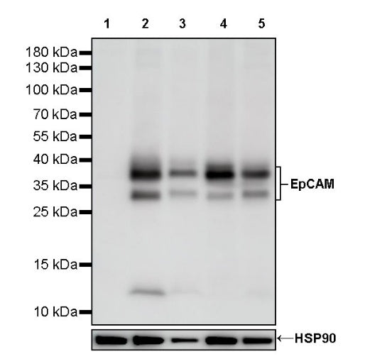 S-RMab® EpCAM Recombinant Rabbit mAb (SDT-078-128)