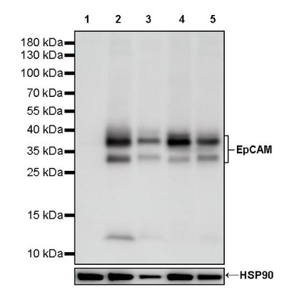 S-RMab® EpCAM Recombinant Rabbit mAb (SDT-078-128)