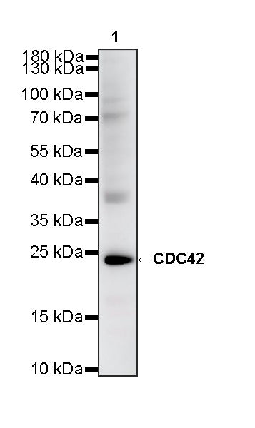 CDC42 Recombinant Rabbit mAb (S-6126)