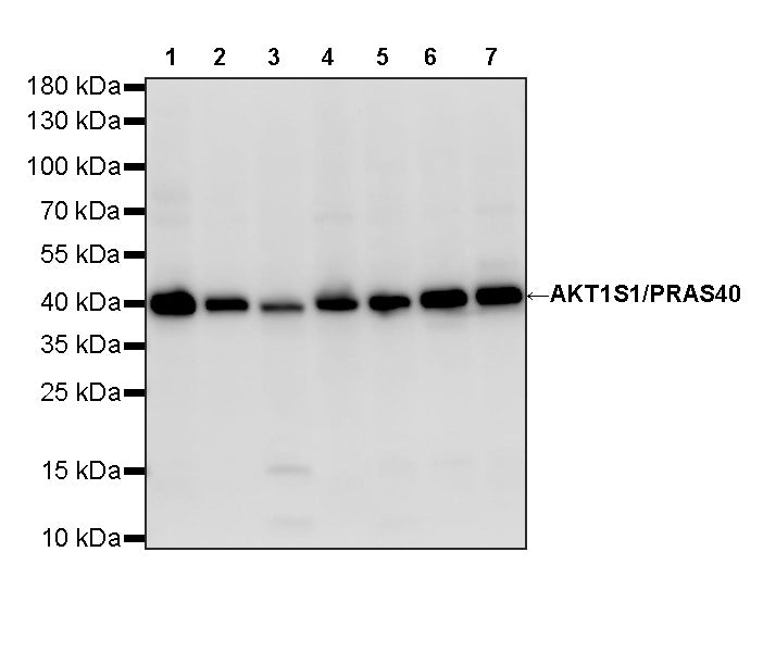 AKT1S1/PRAS40 Recombinant Rabbit mAb (S-4240-49)
