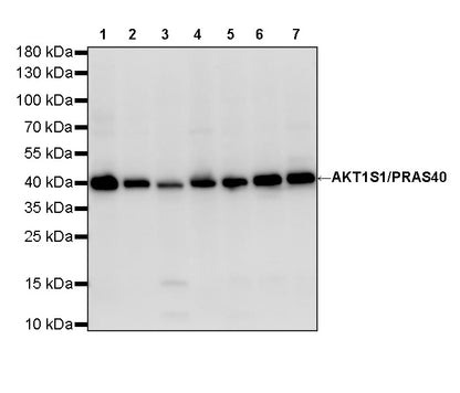 AKT1S1/PRAS40 Recombinant Rabbit mAb (S-4240-49)