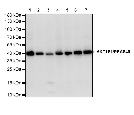 AKT1S1/PRAS40 Recombinant Rabbit mAb (S-4240-49)