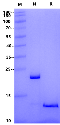 GDF-2/BMP-9 Protein, Human