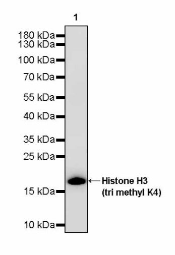 Histone H3 (tri methyl K4) Recombinant Rabbit mAb (S-4099)