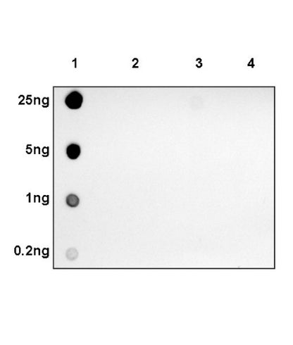 Histone H2B (mono methyl K5) Recombinant Rabbit mAb (S-1416-412)