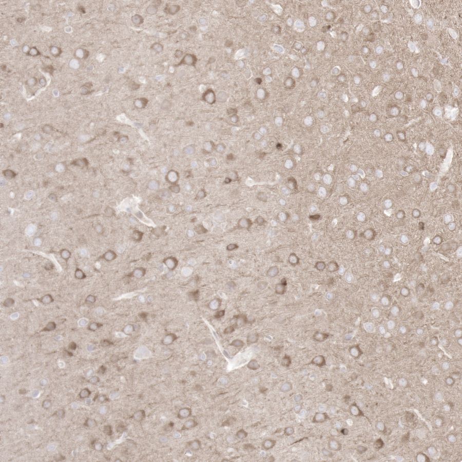 Product image media
