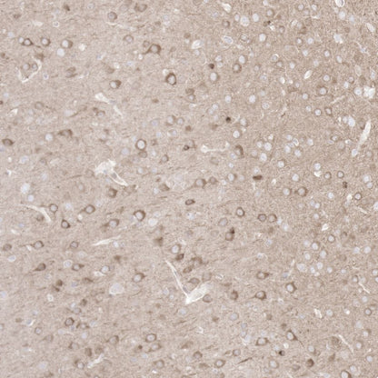 Product image media