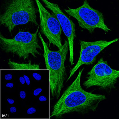 α-tubulin Recombinant Mouse mAb (FITC Conjugate) (S-364-23HL)
