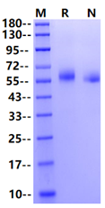 BTNL2 His Tag Protein, Mouse
