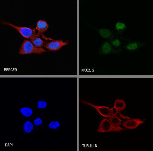 NKX2.2 Recombinant Rabbit mAb (SDT-898-41)
