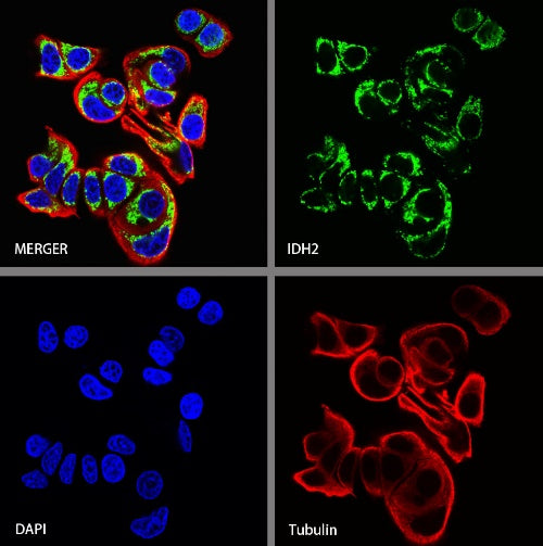 IDH2 Recombinant Rabbit mAb (S-1525-5)