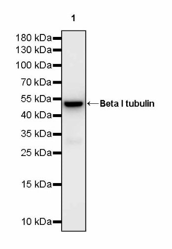 Beta I tubulin Recombinant Rabbit mAb (S-3108-63)