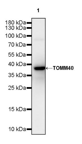 TOMM40 Rabbit Polyclonal Antibody