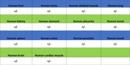 TRIM21 Mouse mAb (S-M0045)