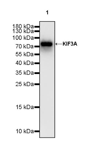 KIF3A Recombinant Rabbit mAb (S-1083-9)