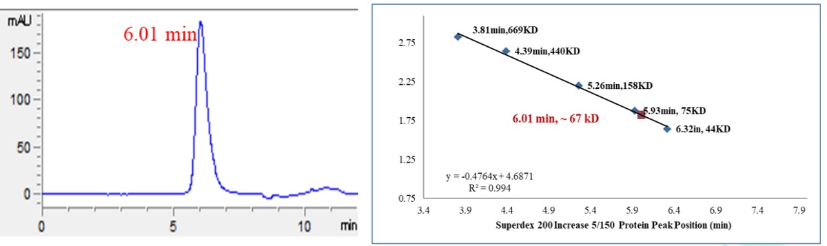 DCK Protein, Human