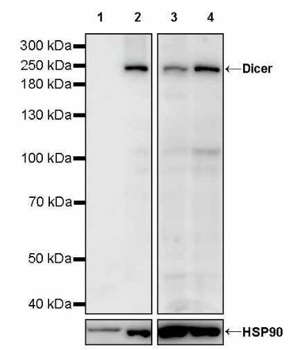 Dicer Recombinant Rabbit mAb (S-2497-202)