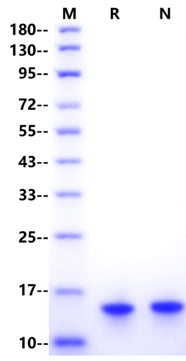 IFN-γ Protein, Canine
