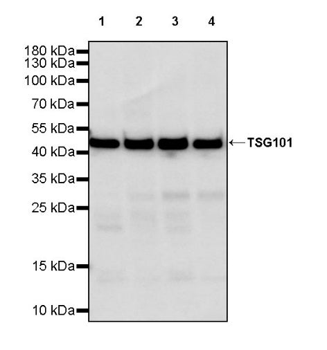 TSG101 Recombinant Rabbit mAb (S-1868-76)