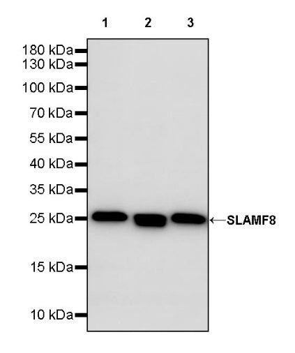 SLAMF8 Recombinant Rabbit mAb (S-1956-78)
