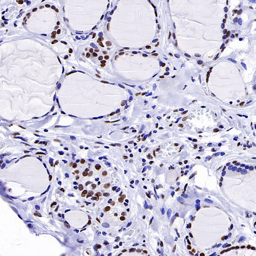 Histone H3 (tri methyl K4) Recombinant Rabbit mAb (S-1602-21)