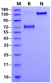 FITC-Labeled CD38 Fc Chimera Protein, Human
