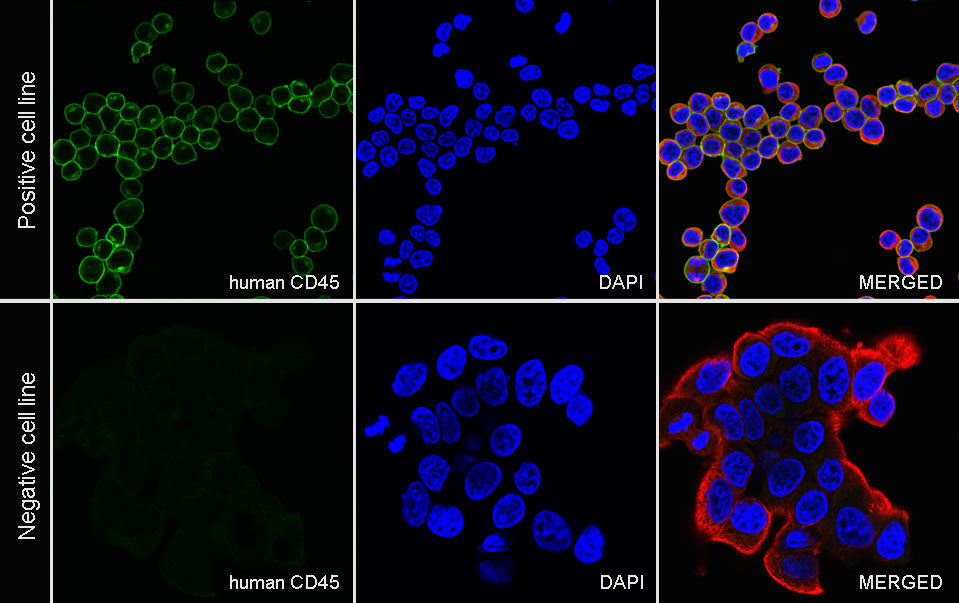 CD45 Recombinant Mouse mAb (S-429-1)