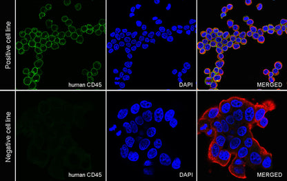 CD45 Recombinant Mouse mAb (S-429-1)