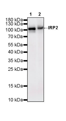 IRP2 Recombinant Rabbit mAb (S-4592-56)
