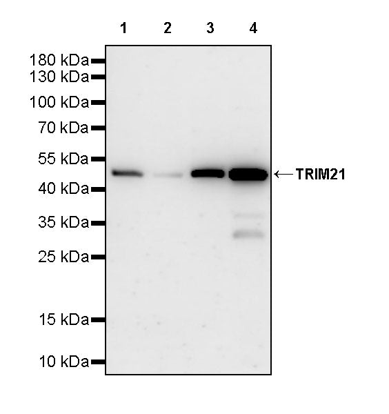 TRIM21 Mouse mAb (S-M0045)