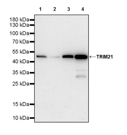 TRIM21 Mouse mAb (S-M0045)