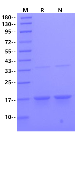 Transthyretin/Prealbumin His Tag Protein, Human