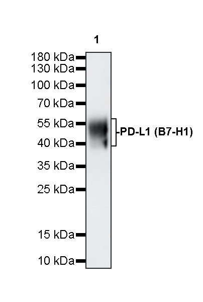 Invivo anti-Mouse PD-L1 (B7-H1) Recombinant mAb