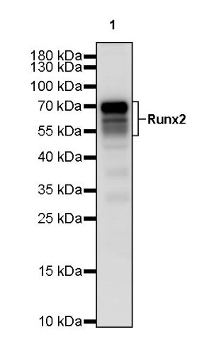 Runx2 Recombinant Rabbit mAb (S-1767-173)