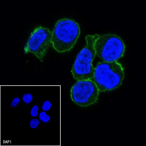 Rat-Anti Mouse PD-1 Antibody (S-798-5)